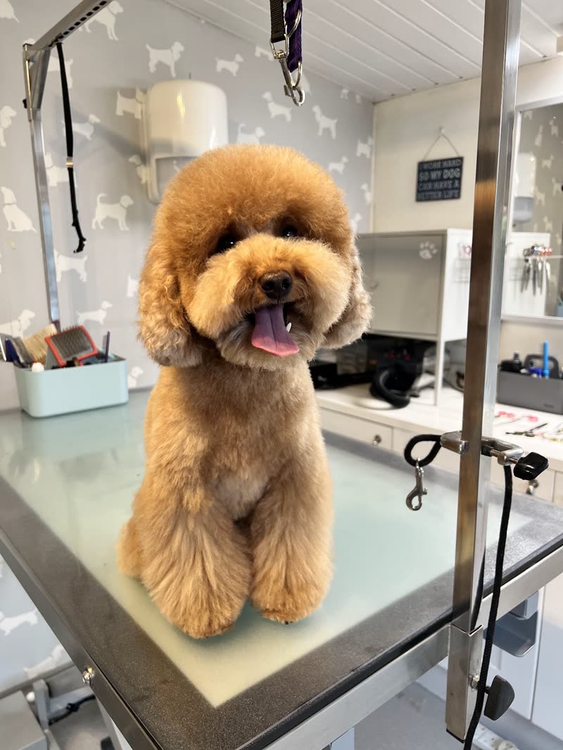 A freshly groomed apricot cockapoo standing on the grooming table in Alison's salon