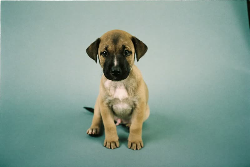 A young puppy before its first groom