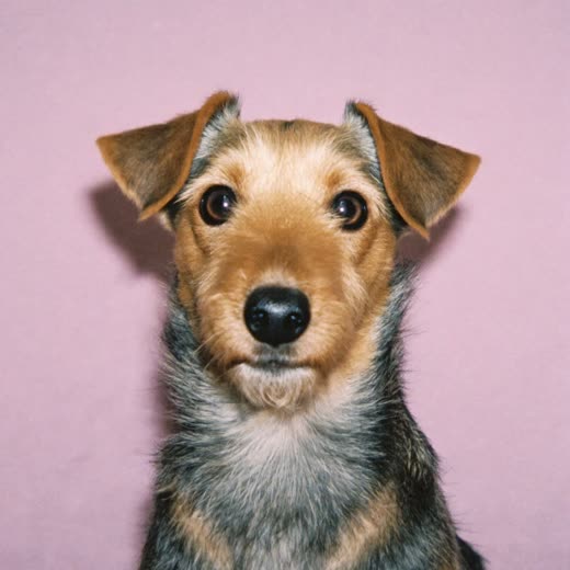 A terrier with a neatly trimmed wiry coat