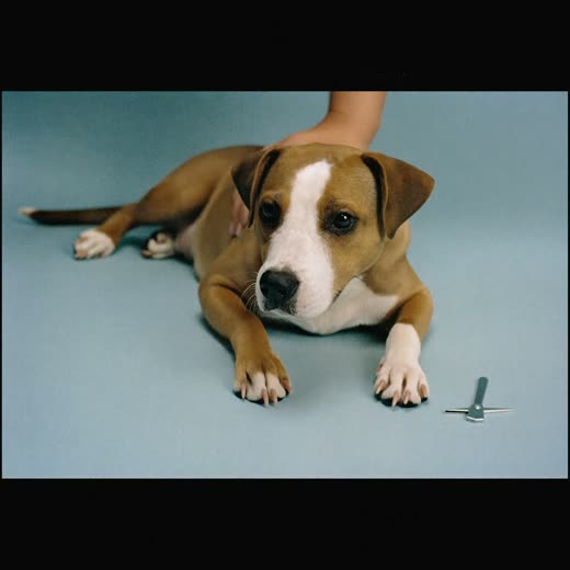 A dog's paw with nail clippers beside it