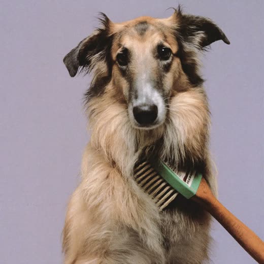 A long-coated dog being brushed out
